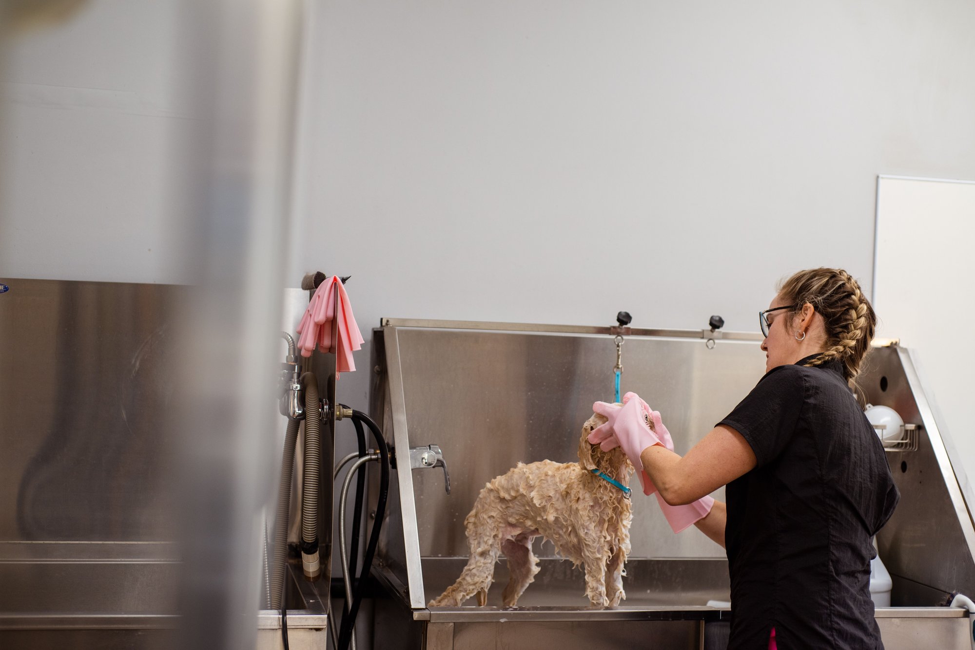 A groomer in a black shirt rinsing a small apricot poodle standing in a steel tub, pink towel on the hook behind her.