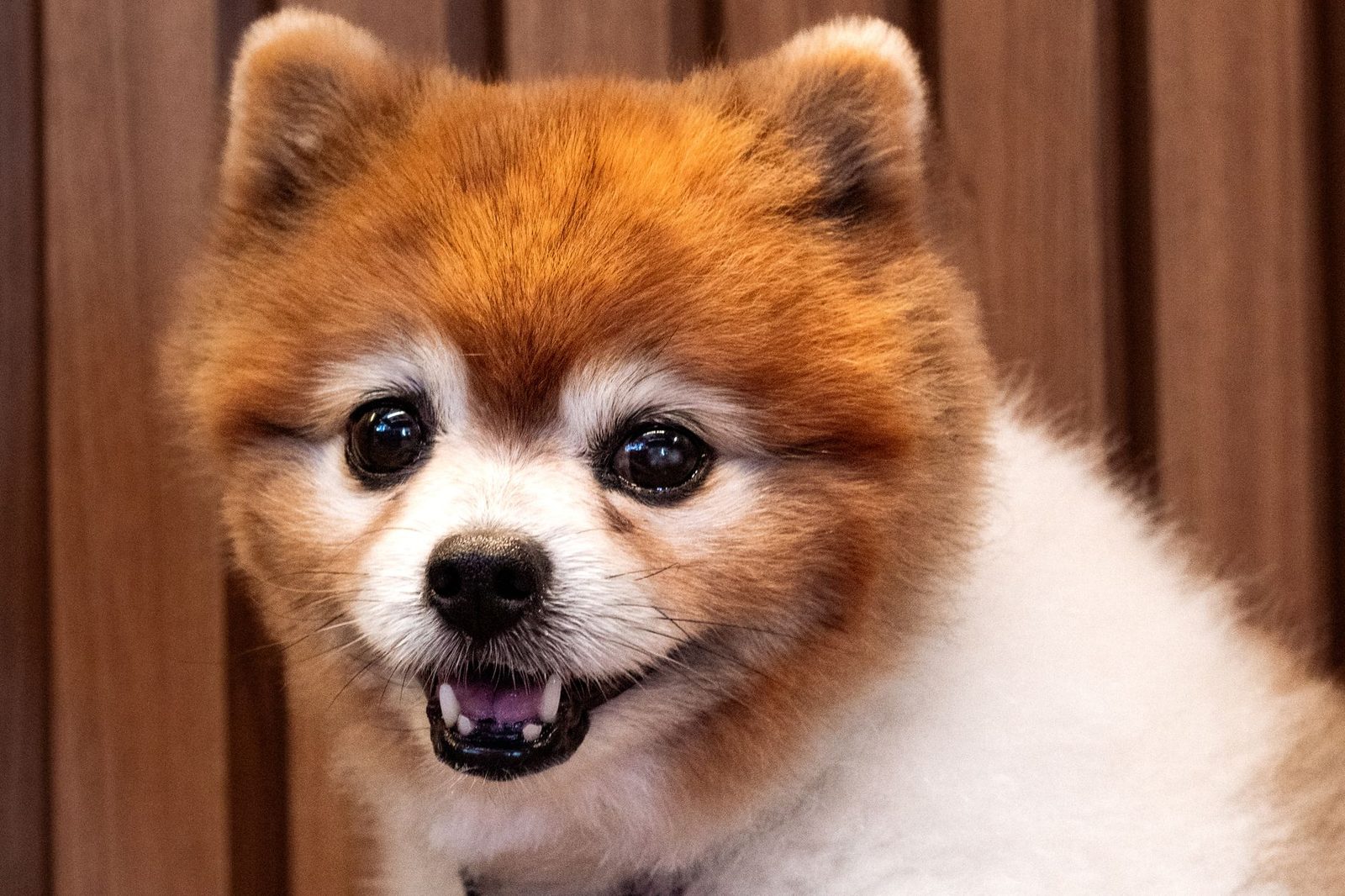 A fluffy red Pomeranian with a fresh trim, looking straight into the camera.