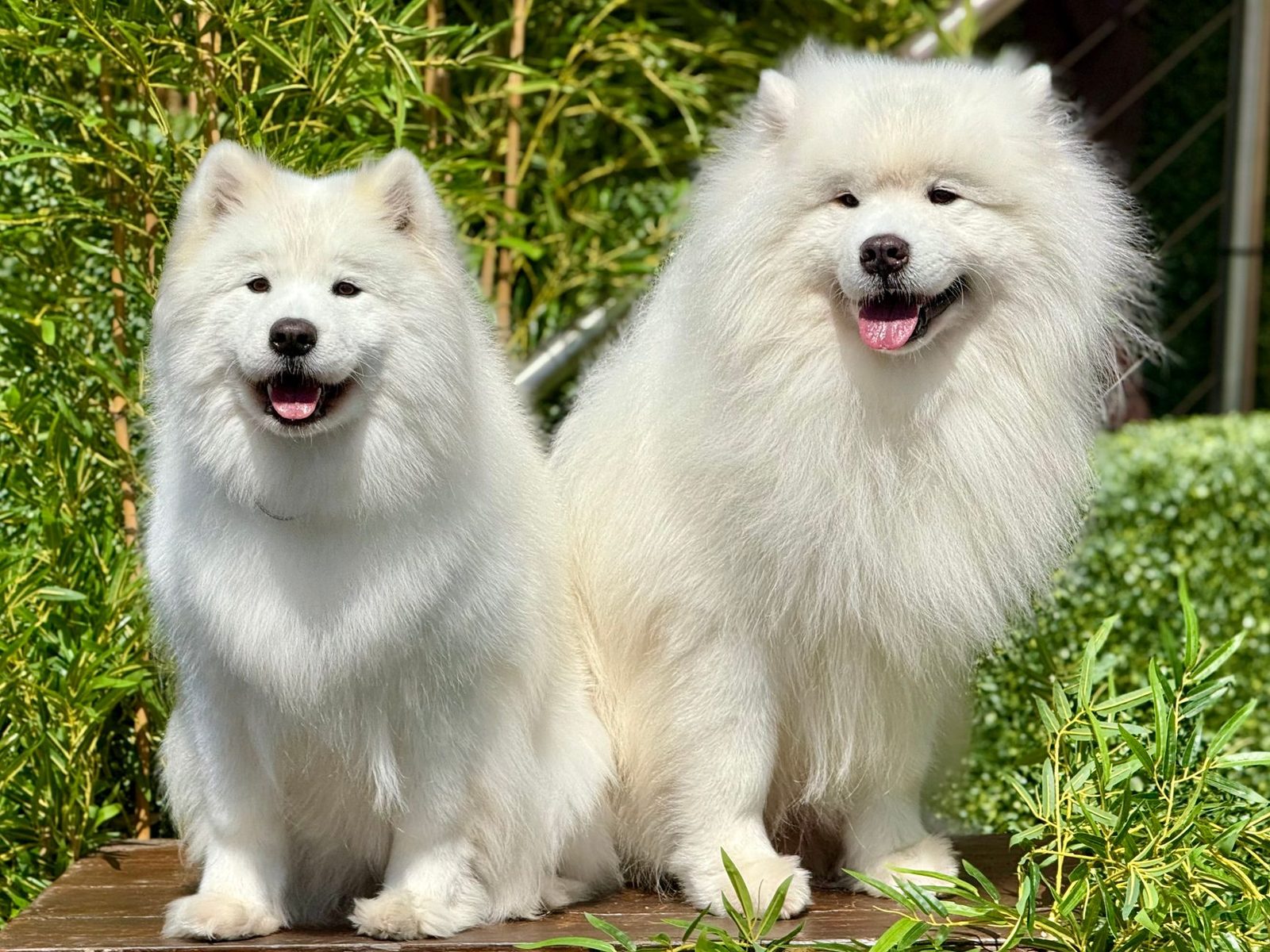 Two white Samoyeds sitting side by side in a sunny garden, both smiling.