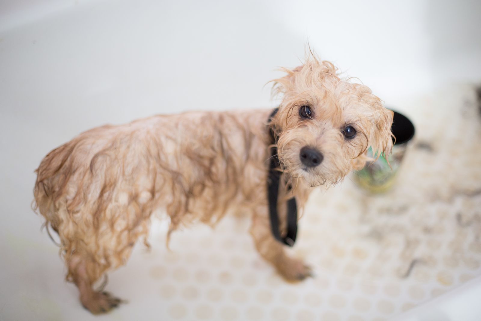 A wet toy poodle puppy standing in a bathtub, mid-bath and unconvinced.