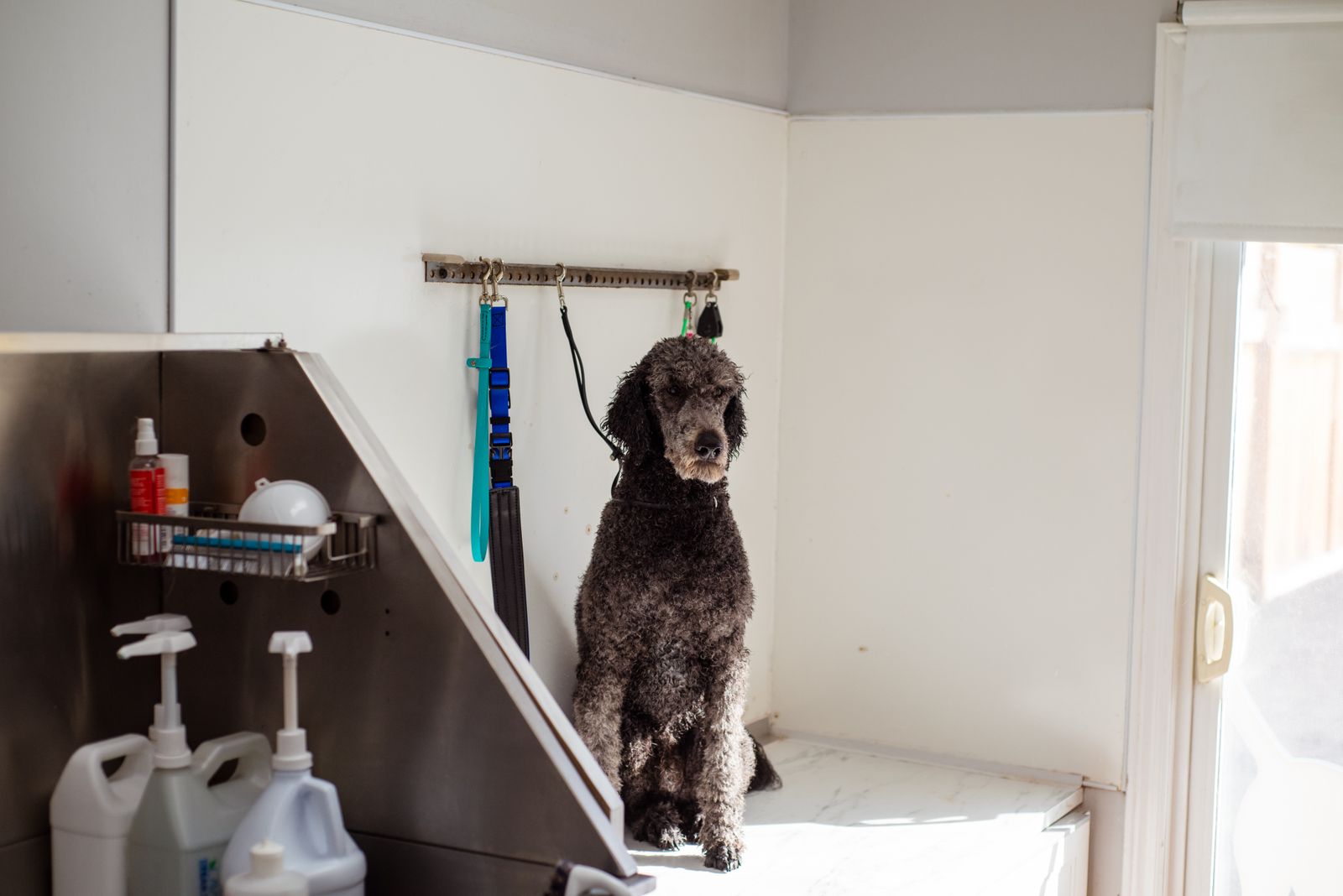 A grey standard poodle sitting on the floor of the grooming room, waiting its turn.