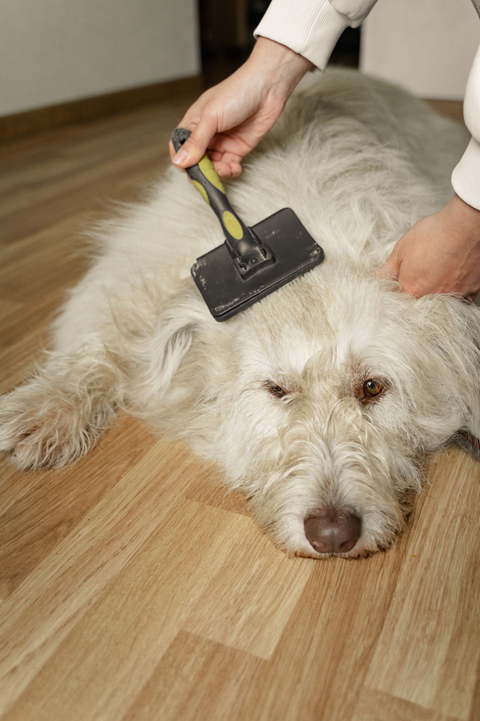 A large white shaggy dog lying on a wooden floor being brushed with a slicker.
