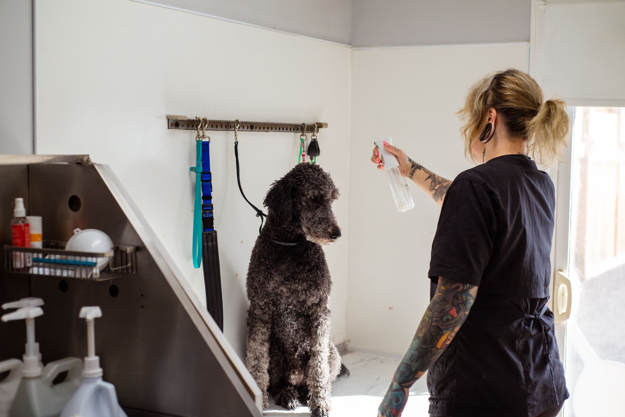 The grooming room from the doorway: a groomer spraying a dark poodle standing on the table, tools hung on the wall.