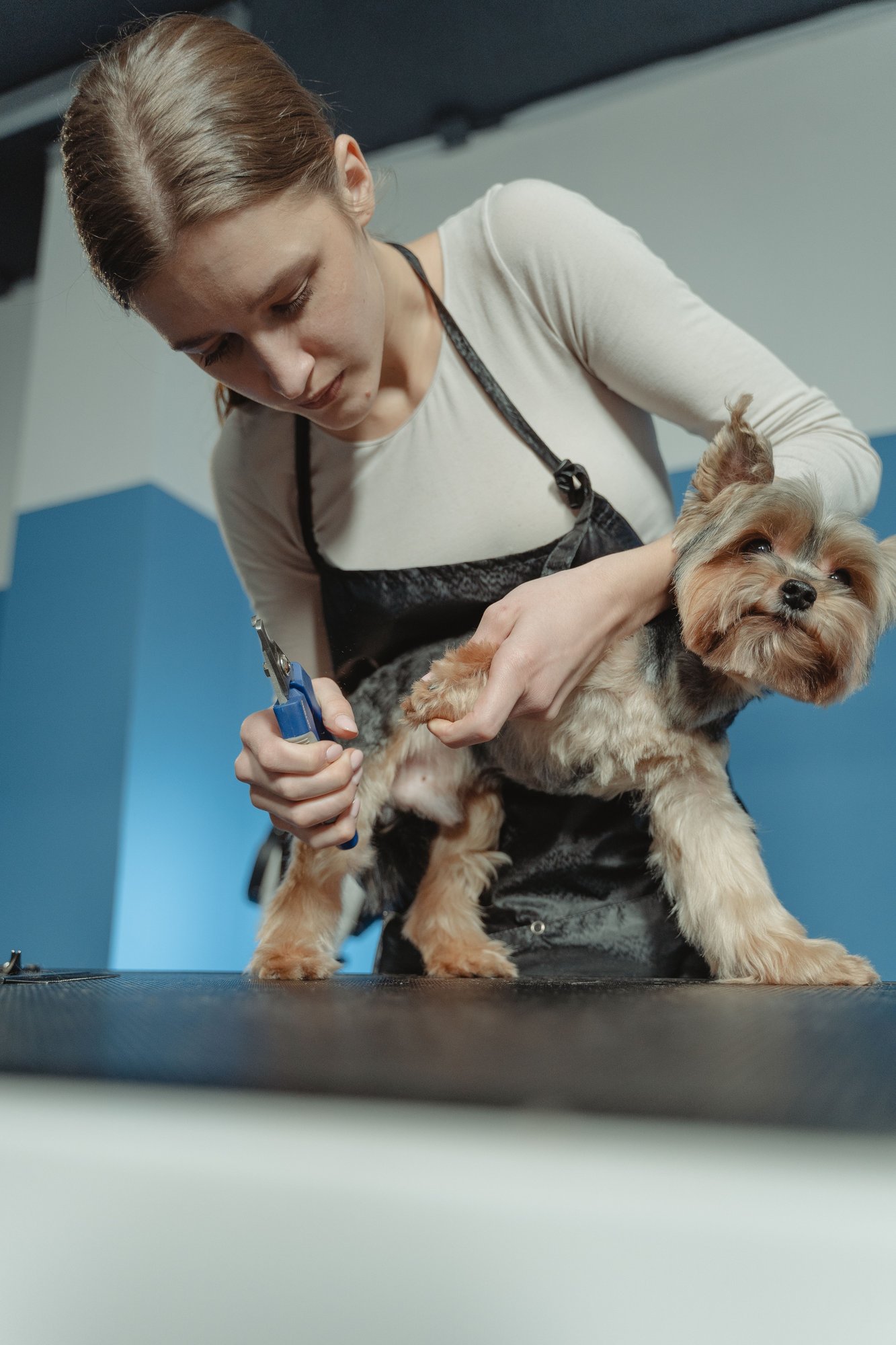 A groomer in an apron holding a small Yorkshire terrier against her chest in front of a sky-blue wall.