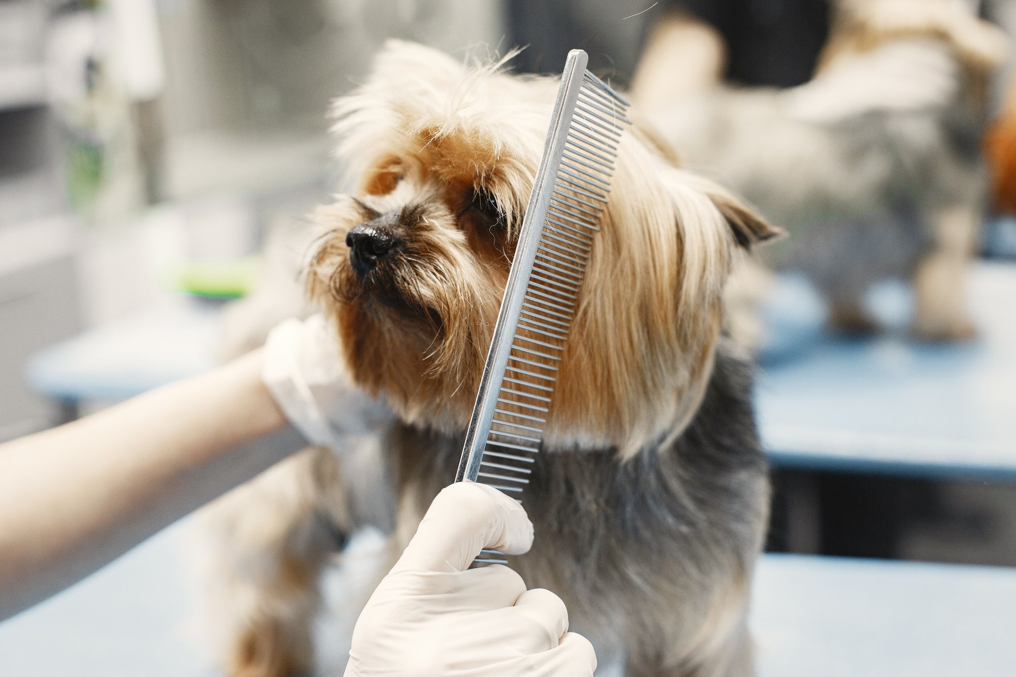 Gloved hands combing the face of a Yorkshire terrier on a grooming table.