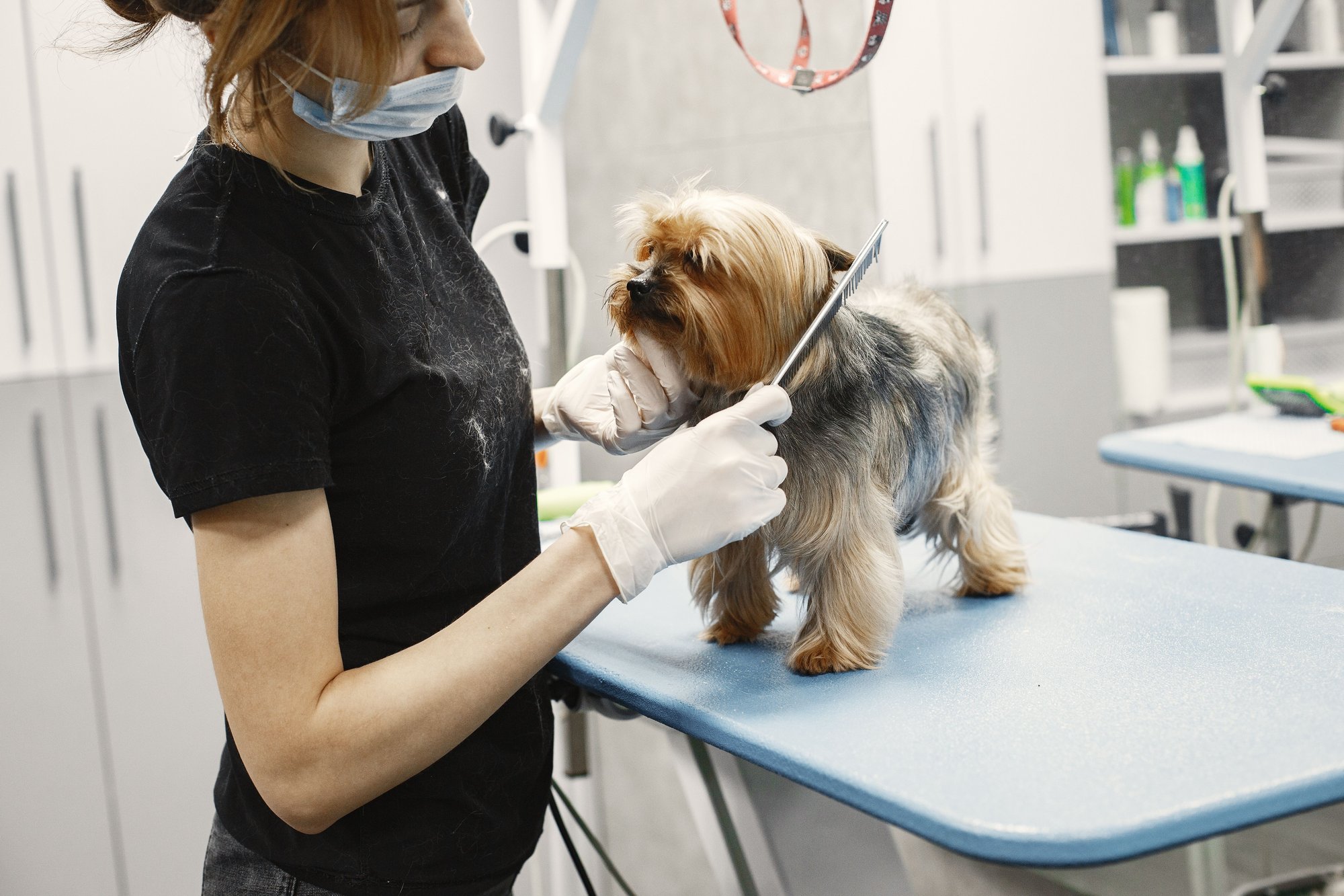 A groomer scissoring the coat of a small terrier standing on a blue grooming table.