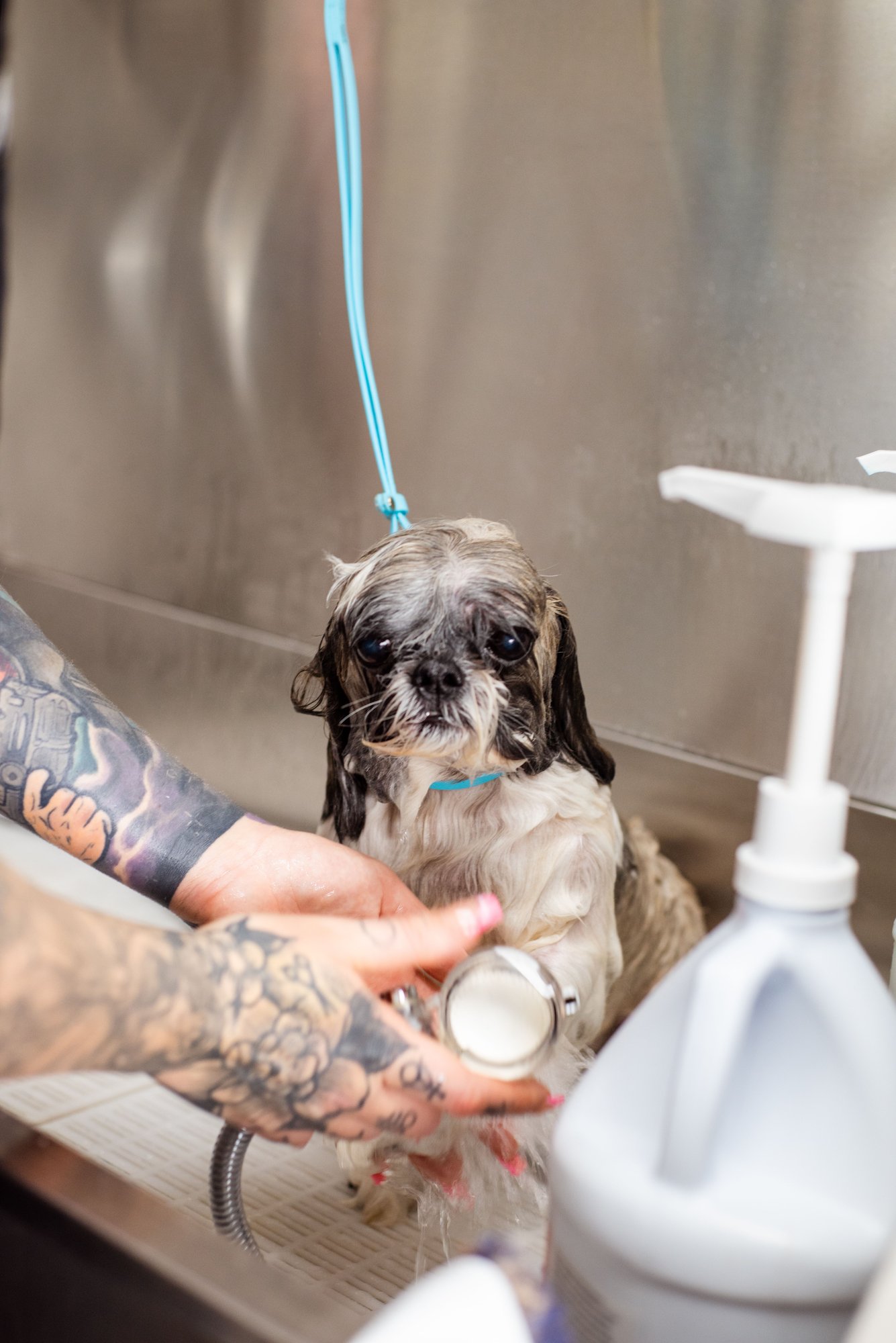 A wet shih tzu standing in a steel tub, a groomer&rsquo;s hands steadying it, shampoo bottles behind.