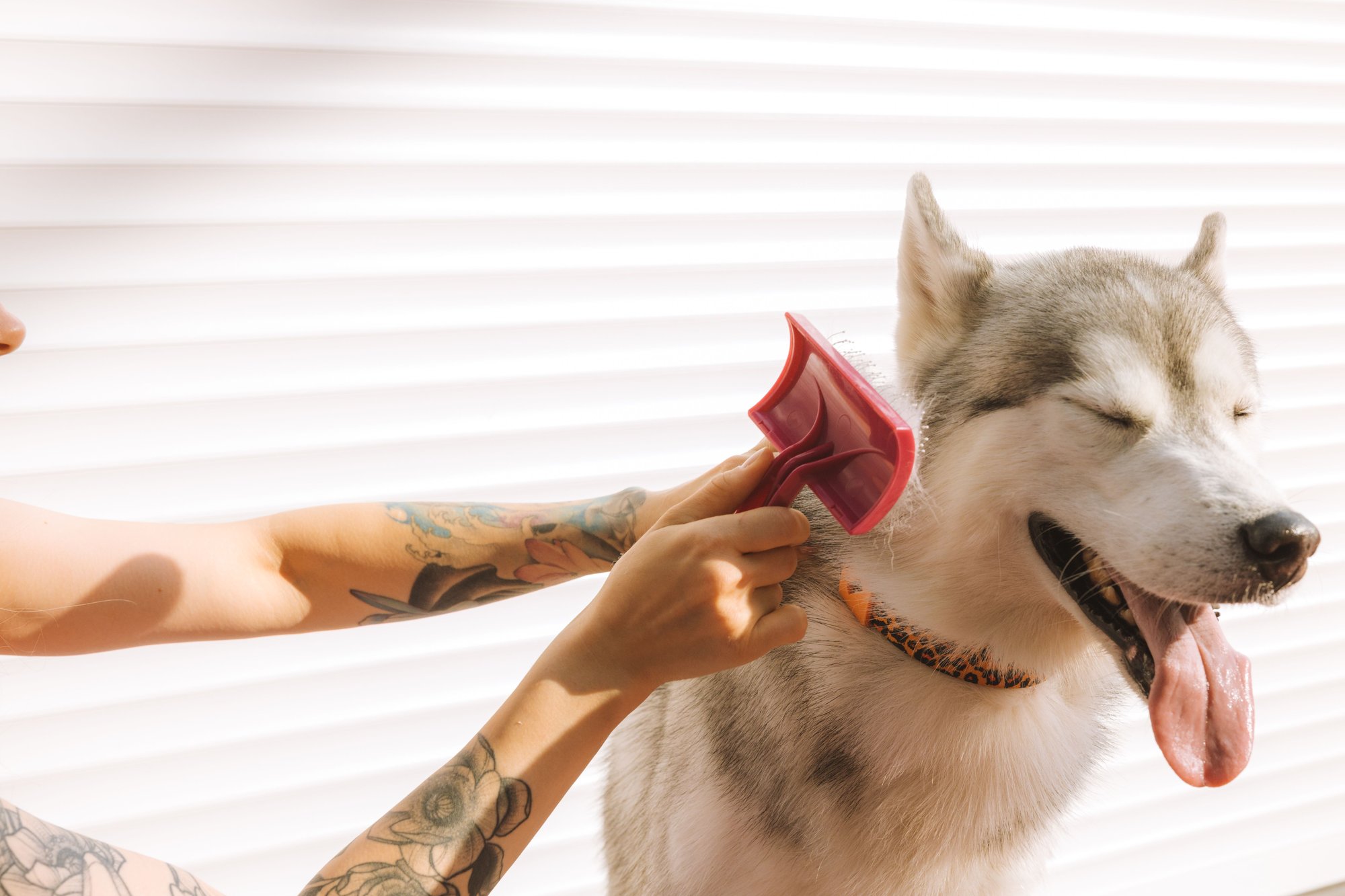 A husky with its tongue out being brushed with a slicker brush.