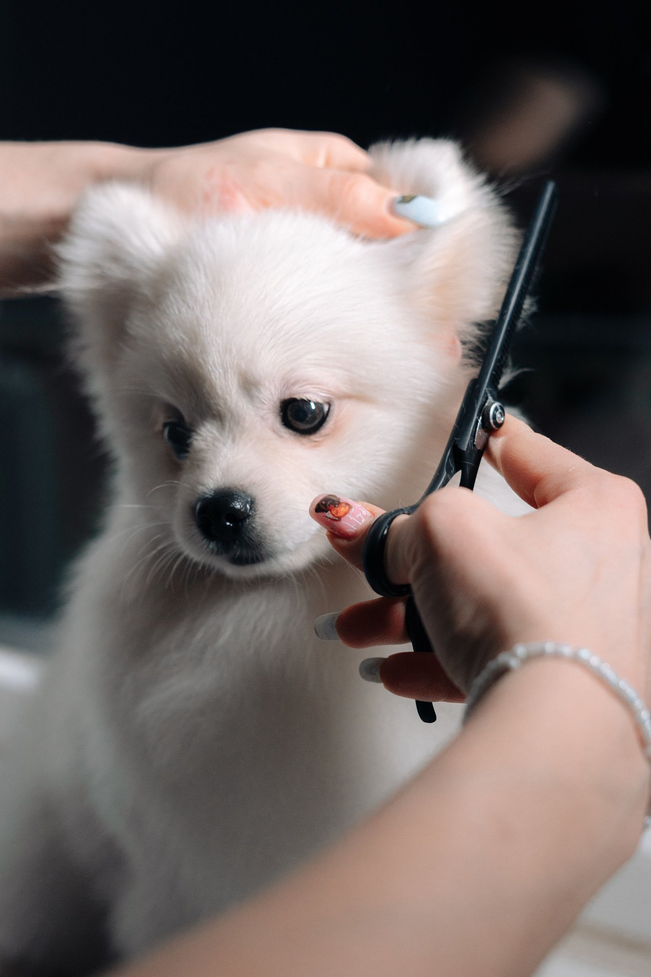 A white Pomeranian puppy having the hair around its face trimmed with small scissors.