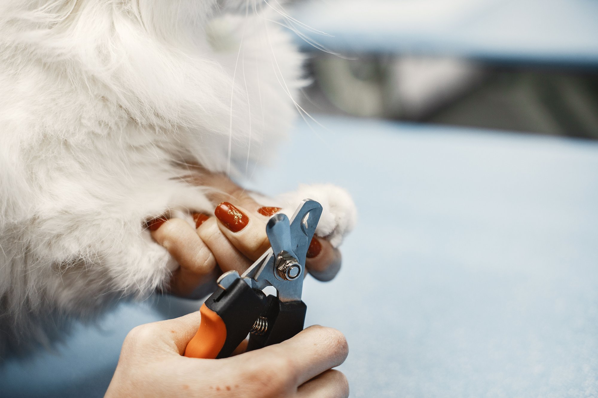 Clippers on the nail of a white dog&rsquo;s paw, held gently in a groomer&rsquo;s hand.