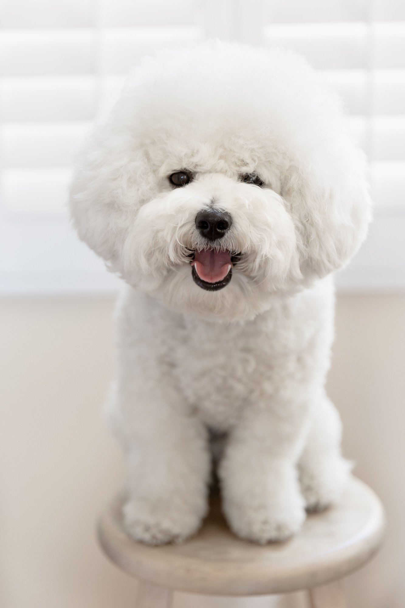 A white bichon with a round trim, mouth open in what looks like a grin.