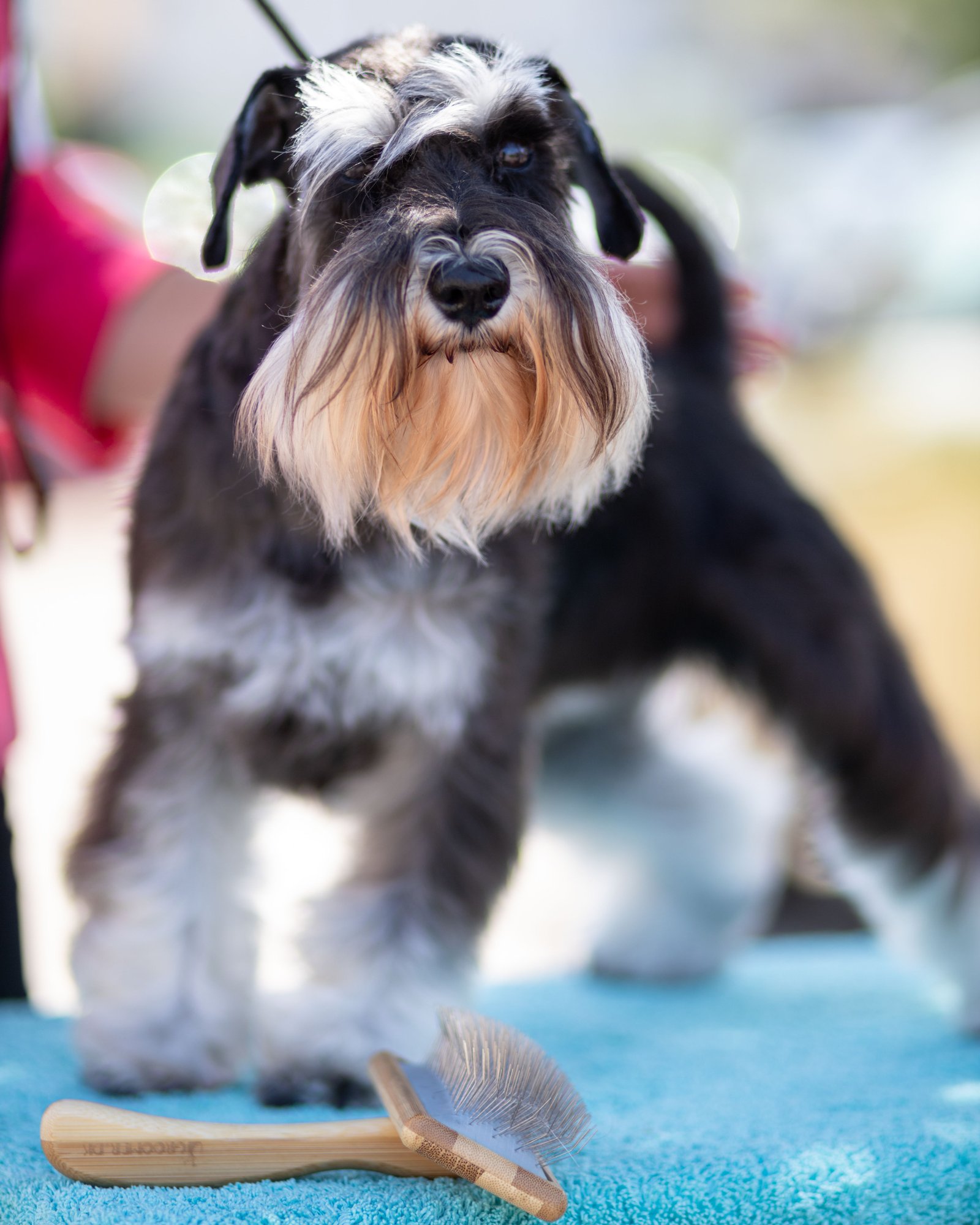A groomer’s hands shaping the beard of a salt-and-pepper schnauzer.